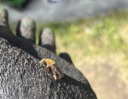 ミツバチのコミュニケーション