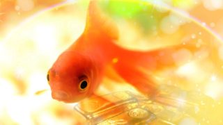 来年は巳年。品川スネークタウン（笑）が縁起よし。欲しいものはきちんと欲しがりましょう