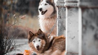 動物として終わってからが、人間として真の始まりかもね