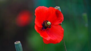 お花畑的精神主義(げろスピ)と旧世界秩序の終焉が同時期だったね