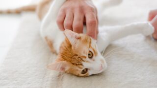 【関心事】AIに意識は宿るかって話の先に来た疑問