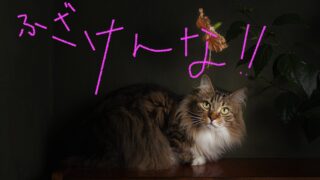 【続報】んだよもう!ハラ立ってきた!