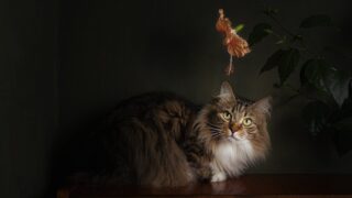 サウンド、視覚、デジタル、アルゴリズム。で、やばいもん見た